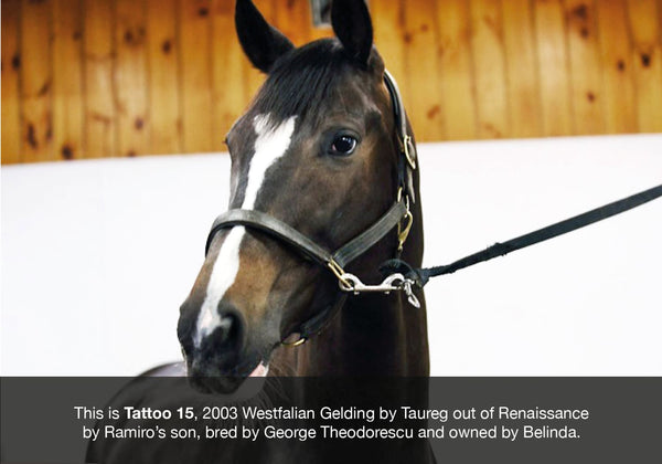 Belinda Trussell EQU Streamz sponsored rider canada image of tatoo for blog