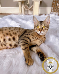 Diana F3 1 Year Old Savannah Cat Pregnant Royal Savannahs