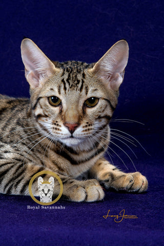 Hercules 5 Month Old Savannah Cat Face Royal Savannahs