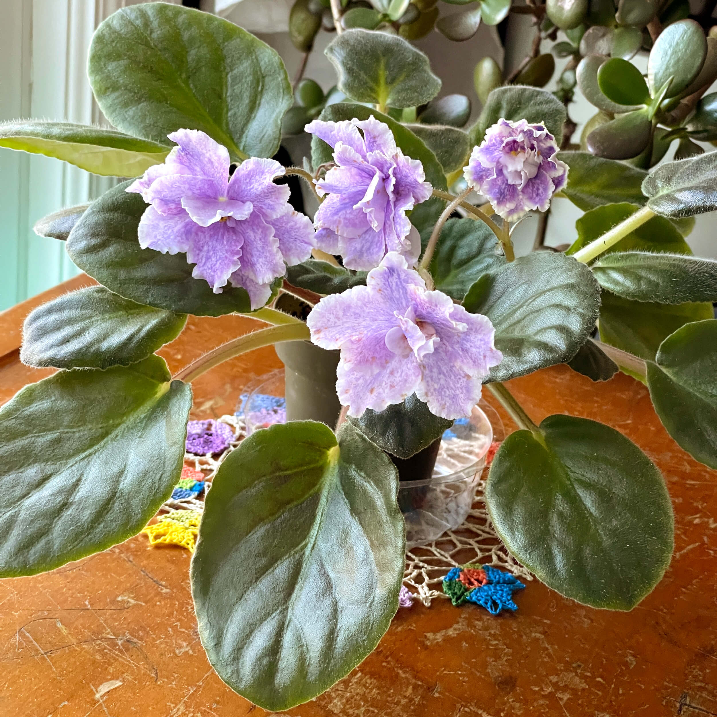 African Violet houseplant with big leaves and purple flowers