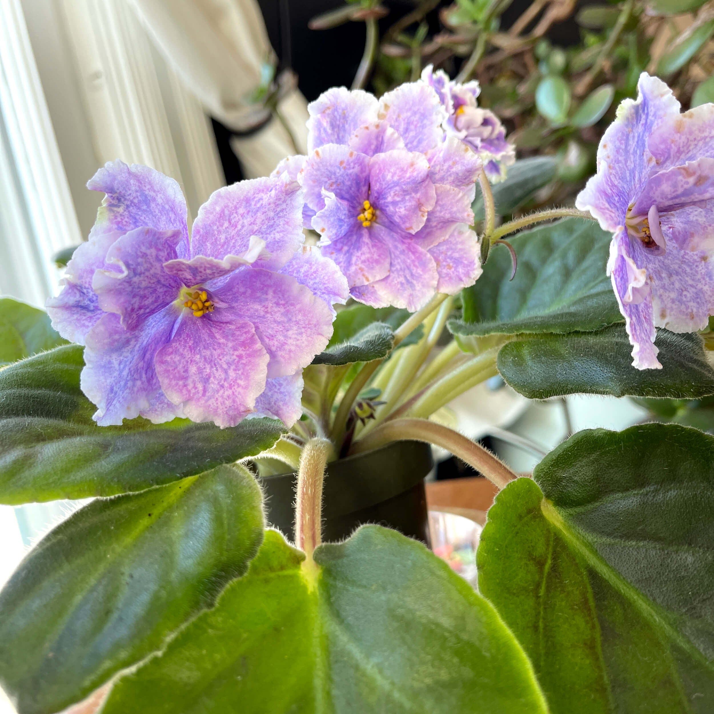 African Violet plant with purple flowers