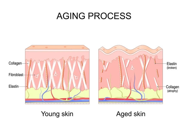 Understanding Skin Aging Process