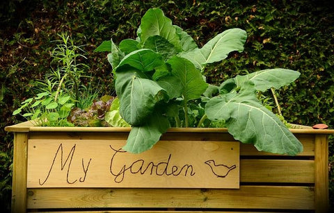 Canteiros elevados na sua própria horta para plantar frutas e legumes. 