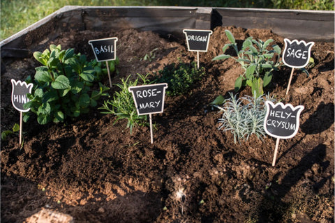 Ein im Schrebergarten angelegter Kräutergarten mit zum Beispiel Rosmarin und Basilikum.