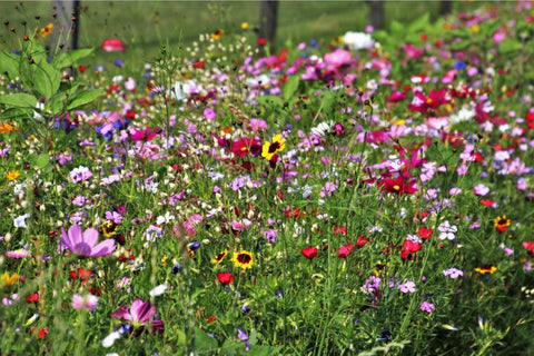 Schrebergarten Ideen: Wildblumenwiese anlegen und Spaß an der Farbenpracht haben. 