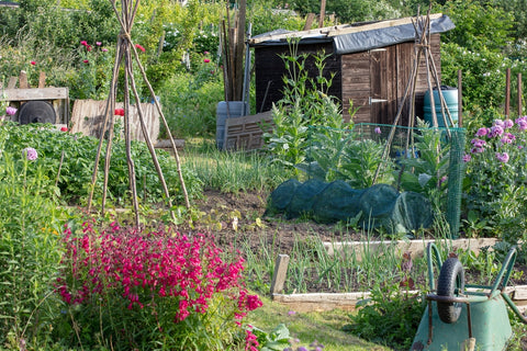 Schrebergarten