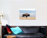 Thumbnail for American Bison Yellowstone National Park Usa - Bison Animals Canvas Art Wall Decor