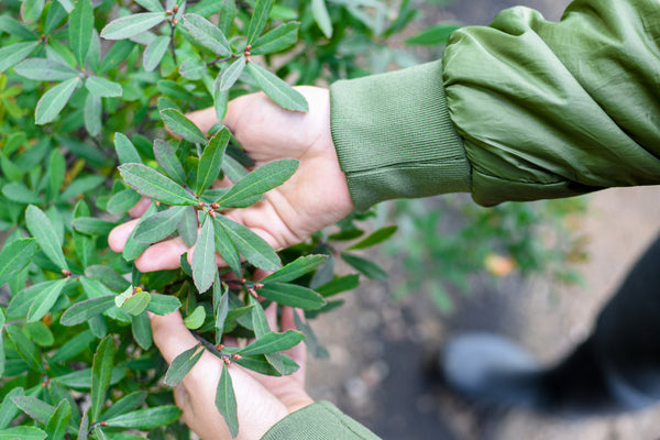 Récolte à la main de feuilles de myrique baumier.