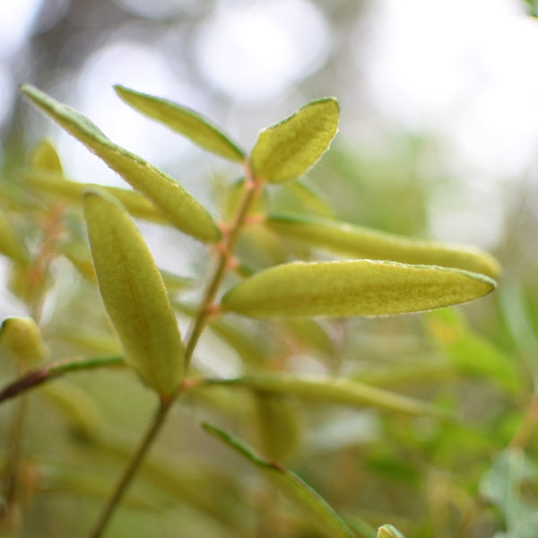 Labrador Tea Plant in the Wild Forest