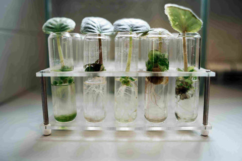 plants in tubes