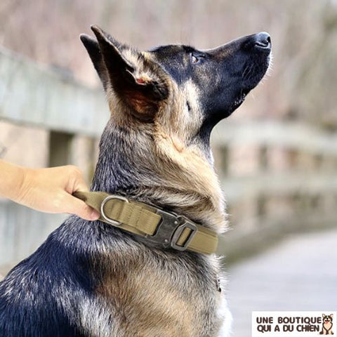 collier-pour-chien-beige-militaire-dressage