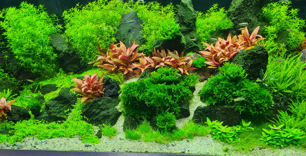 Planted display aquarium featuring Tropica aquarium plants at Wharf Aquatics.