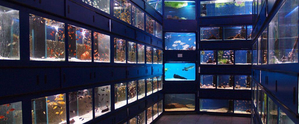 Tropical fish room at Wharf Aquatics