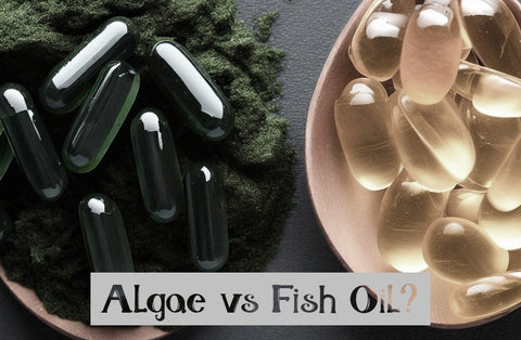 alge vs fish oil