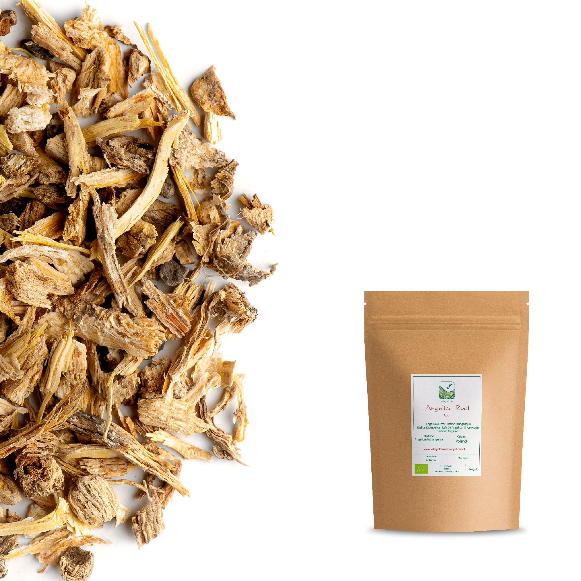 what is chinese angelica root used for