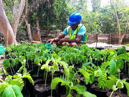 The KETSO nursery in Makombeh village, Sierra Leone