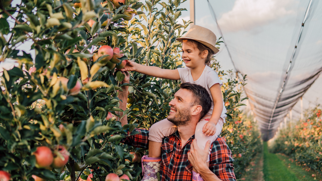 Father and Daughter Picking Apples