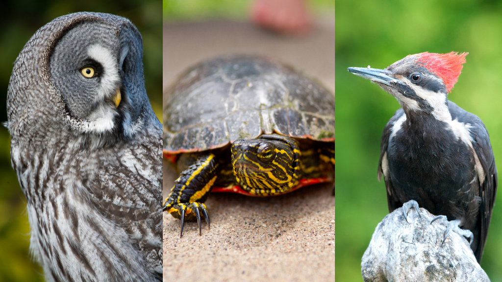 The great grey owl, the painted turtle, and the pileated woodpecker