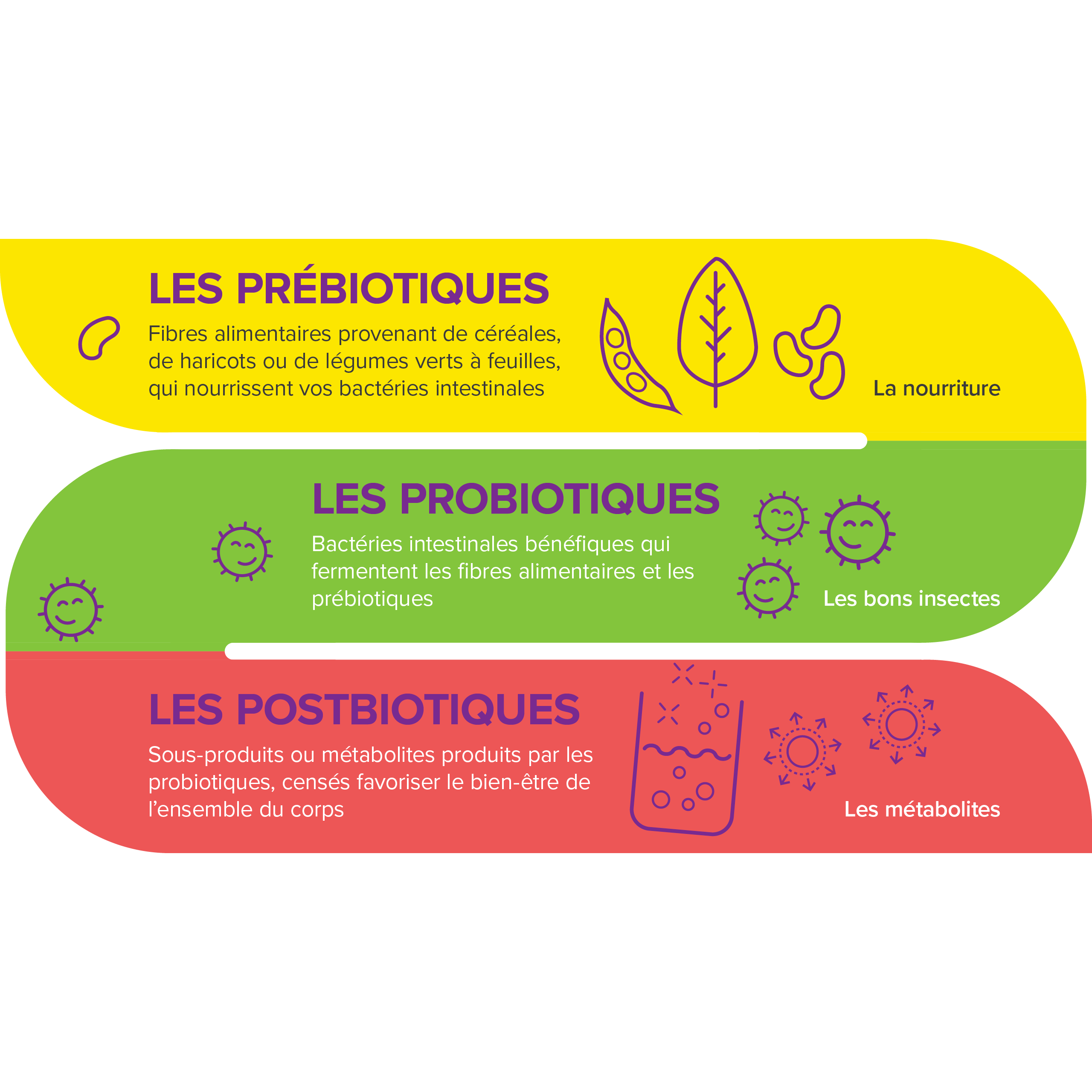 Les probiotiques dans l’alimentation infographic