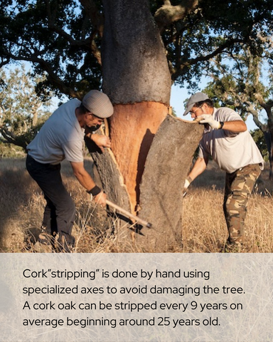Two men harvesting cork using specialized axes
