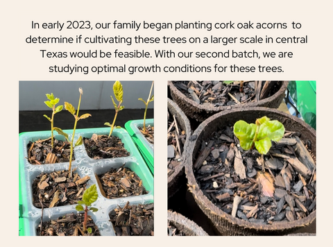 Two pictures of cork oak trees as saplings growing under different conditions in Texas.