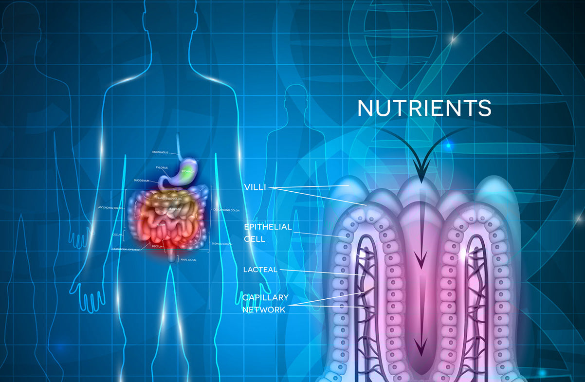 Instestinal Nutrients Absorption2.jpg__PID:2fdd9c8b-8d10-4d4f-8112-625b59ac82ed