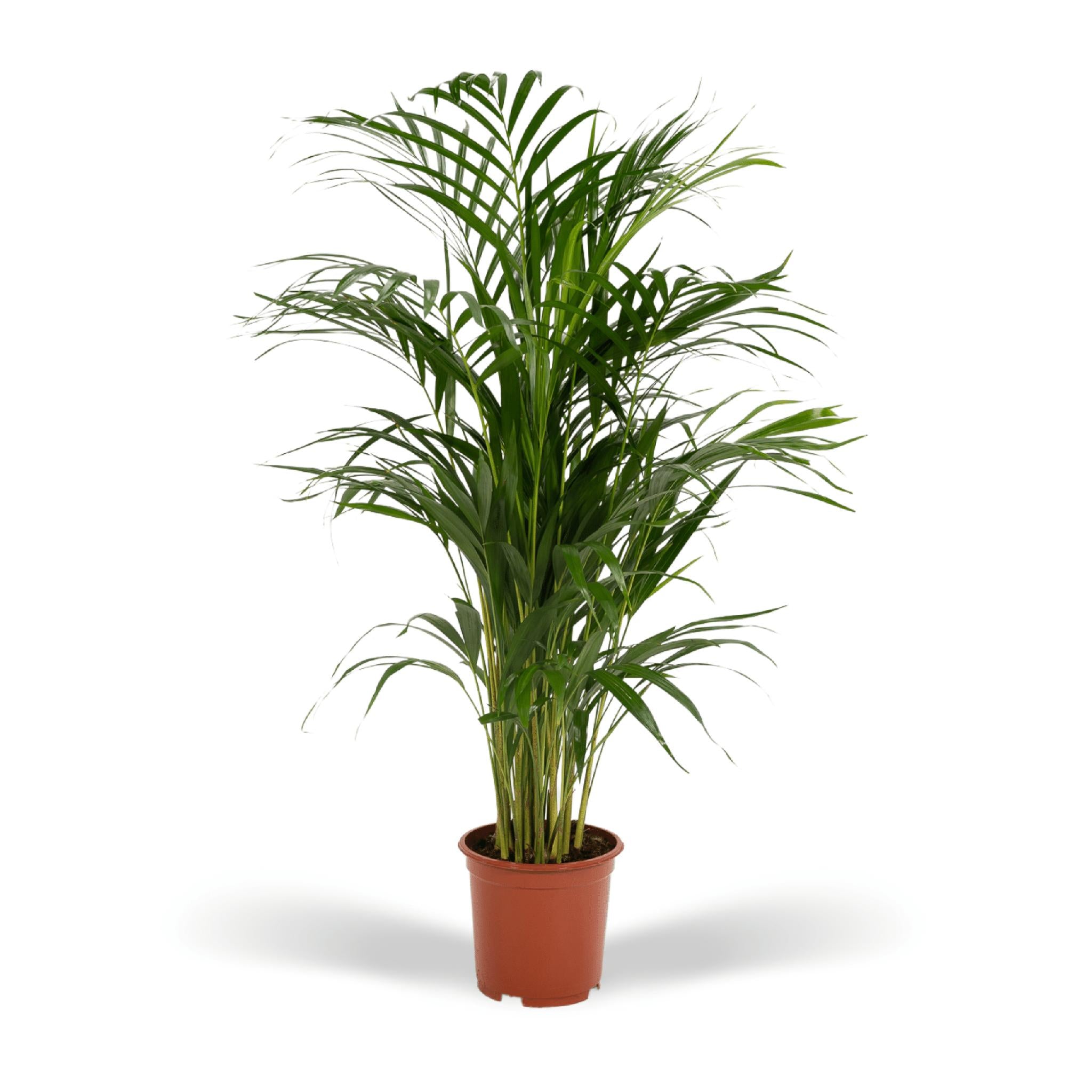 Sierplantenshop Areca palm  - ø19cm - ↑↓f85cm