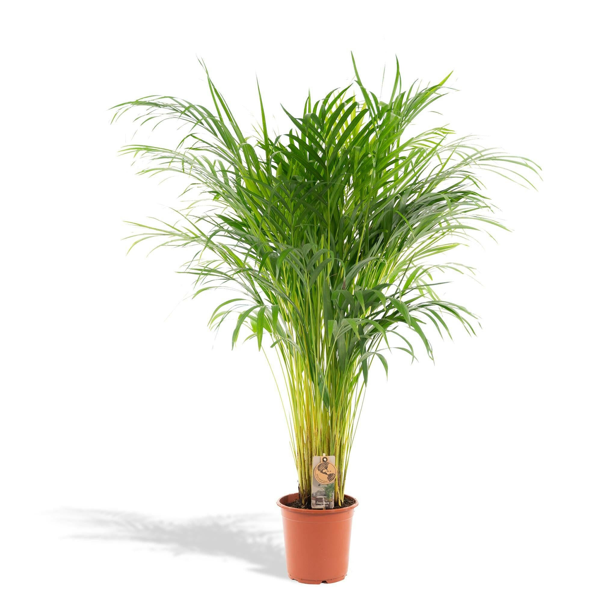 Sierplantenshop Areca palm areca palm - ø21cm - ↑↓f110cm