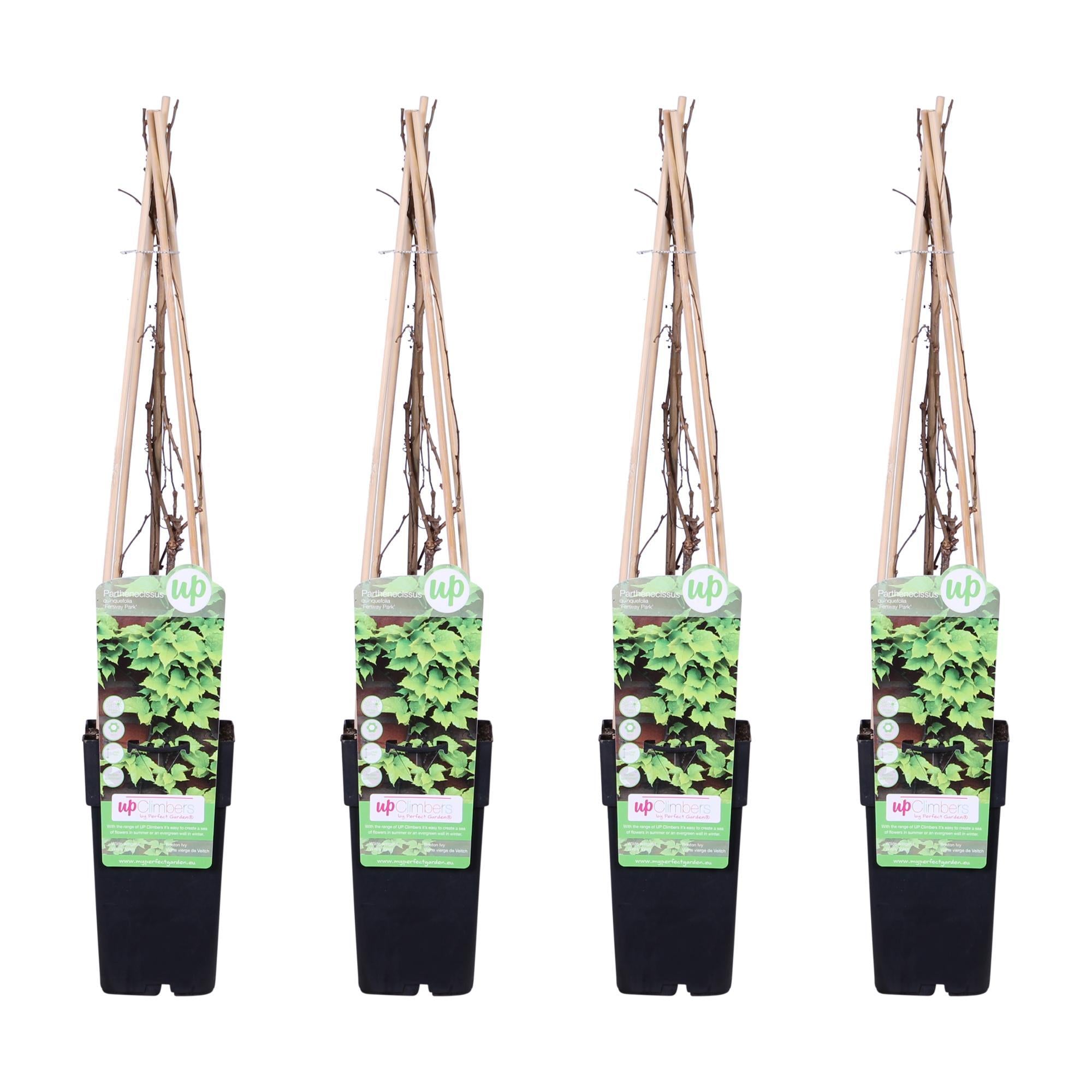 Everspring Parthenocissus tricuspidata 'veitch boskoop' - ↨65cm - ø15 4x - parthenocissus tricuspidata 'veitch boskoop' - ↨65cm - ø15