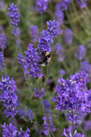 A bumble bee extracts pollen from a lavender plant