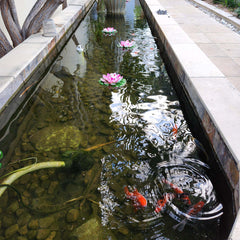 fish pond filled with water and fish