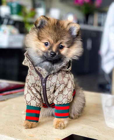 Pawcci Streetwear Designer Dog Hooded Jacket