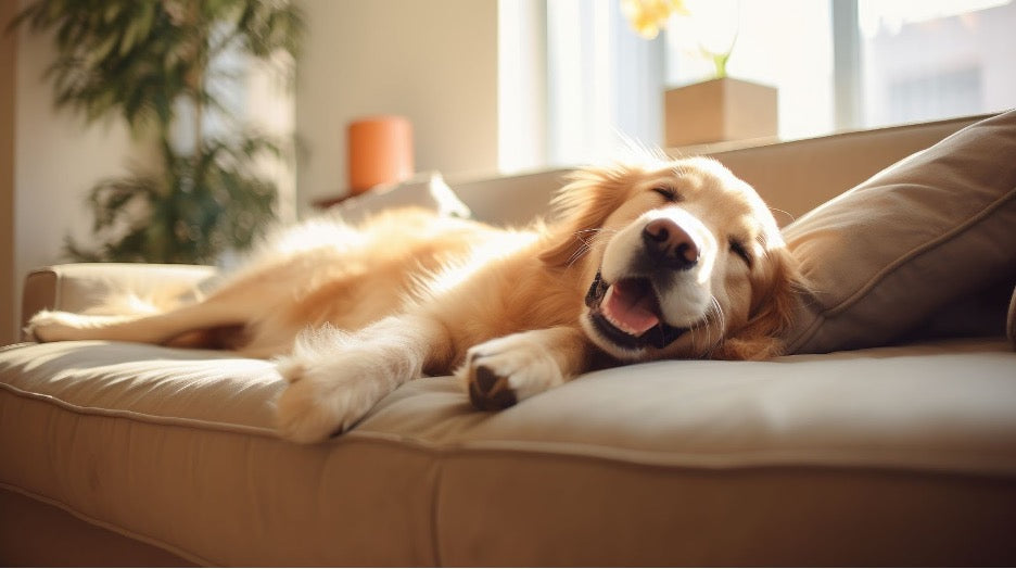 A dog laying on stain-resistant fabric.