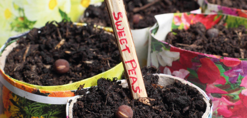 Front Garden Ideas Ireland: Your January Checklist with Ronayne