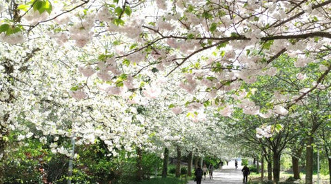 Martin Luther King Park, wo jede Jahreszeit ihre eigene Reise ist. Im Frühling, perfekt für Selfies und Kirschblüte-Liebhaber.