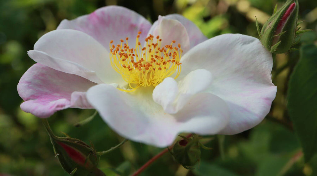 Die Rosa ×dupontii ist ein majestätischer Strauch mit rötlichen Zweigen und seltenen kleinen Stacheln. Ihre breiten, ovalen und gespitzten Blätter bieten einen faszinierenden Kontrast durch ihre feste und glänzende Oberseite, während sie auf der Unterseite bläulich und behaart sind. Ihre großen, herzförmigen Blüten in einem sanften Mix aus Weiß und Rosa verströmen einen betörenden Duft, der alle Sinne verzaubert.