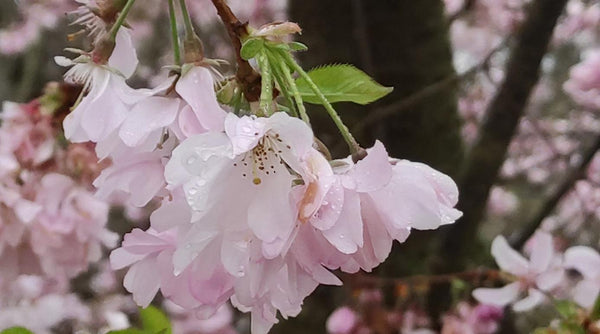 kirschblüten