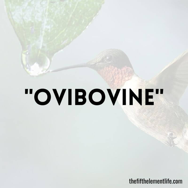 "Ovibovine"