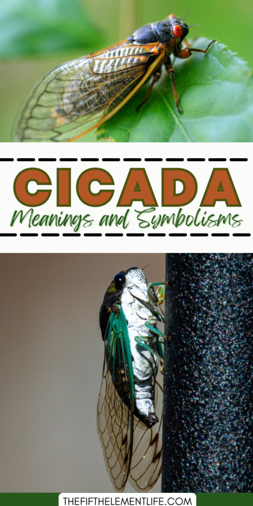 Your Spirit Animal Could Be a Cicada: Discover Its Symbolism