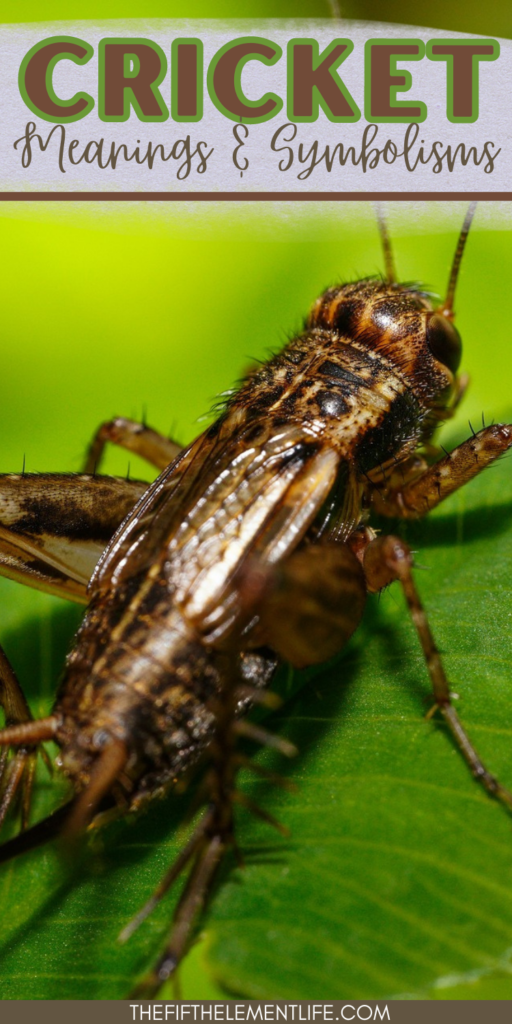 Cricket As A Spirit And Totem Animal