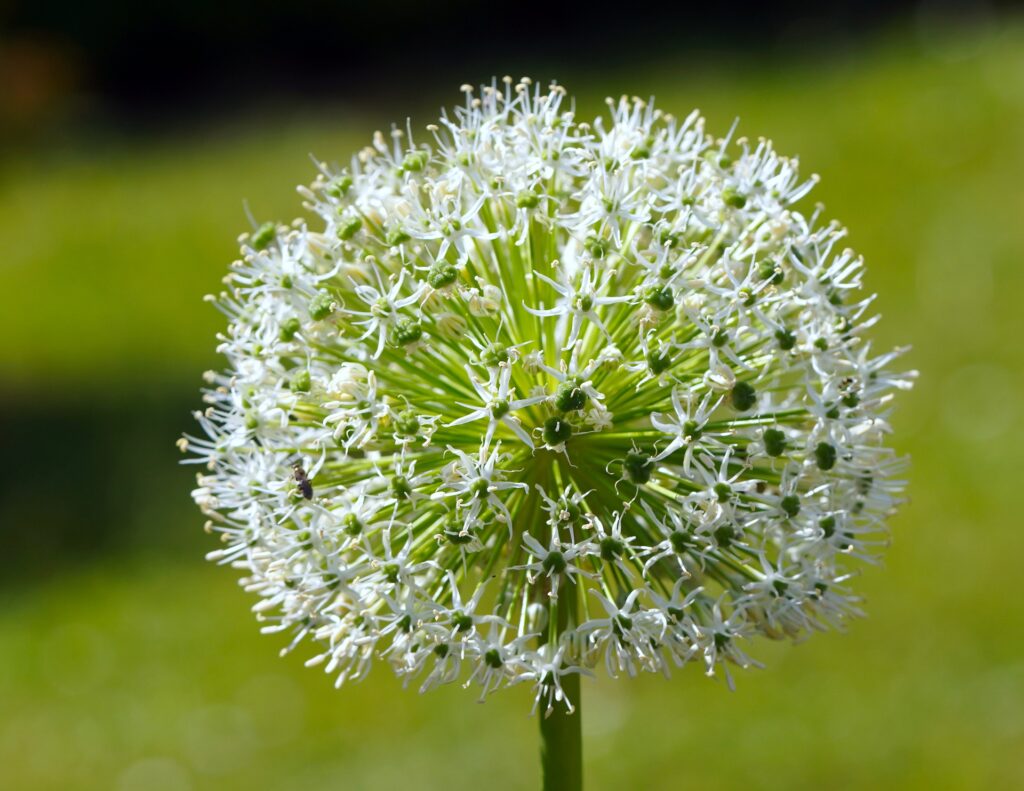 allium flower