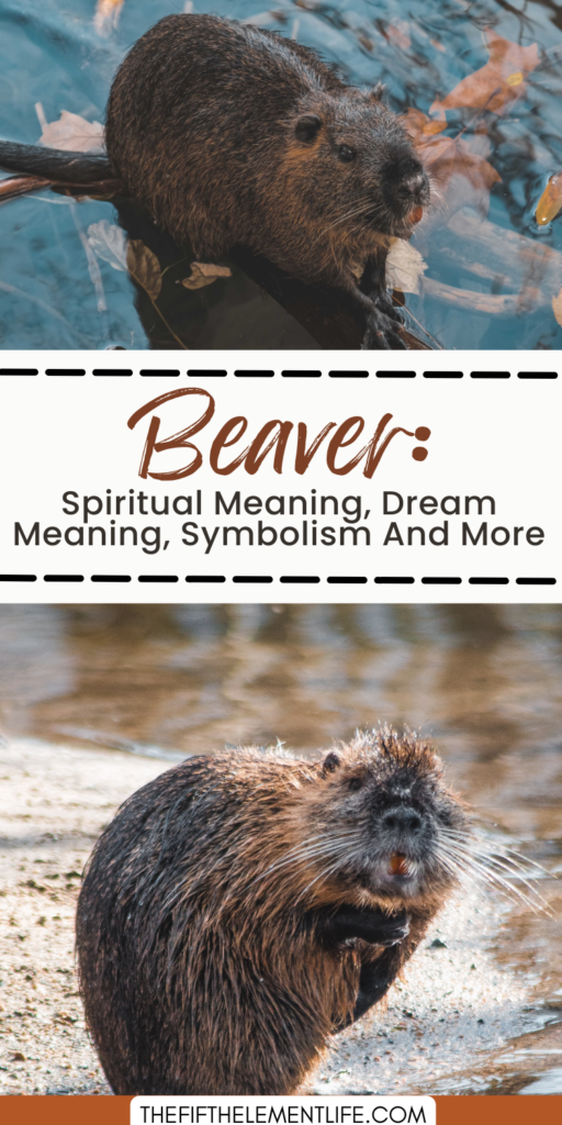 Beaver: Spiritual Meaning, Dream Meaning, Symbolism & More