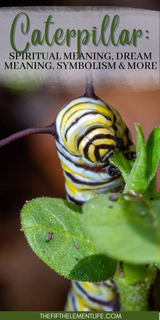 caterpillar