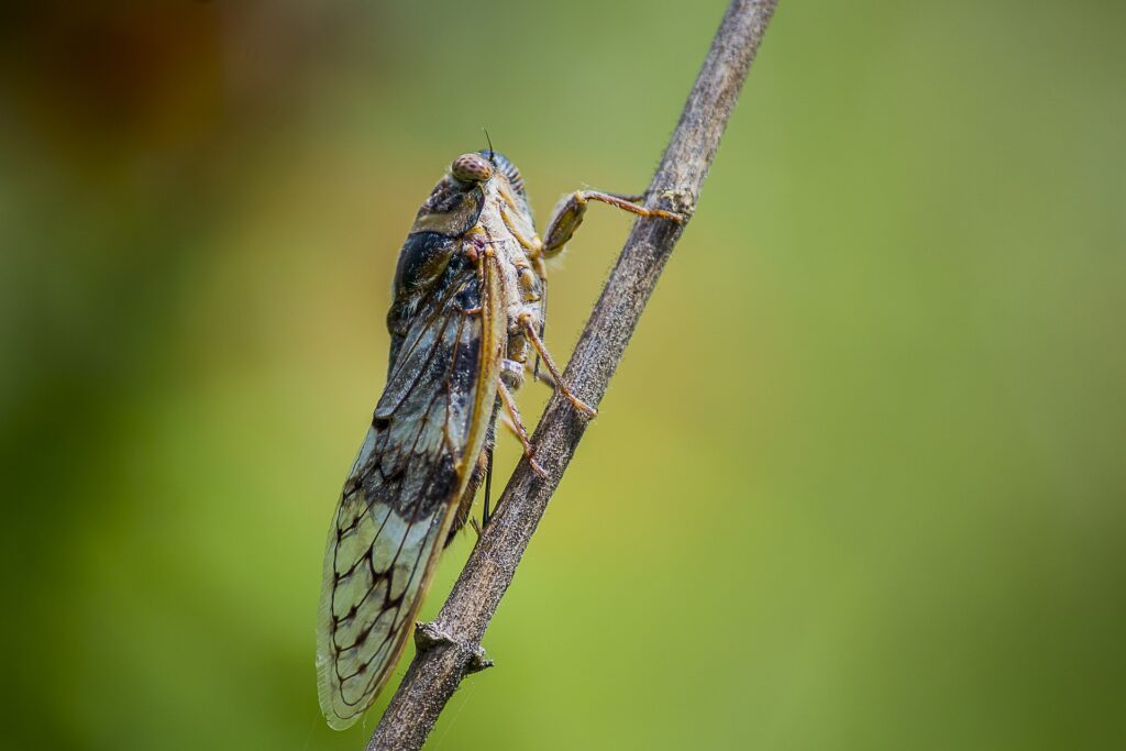 Utilizing the Cicada as Your Totem Animal and Appreciating Its Meaning