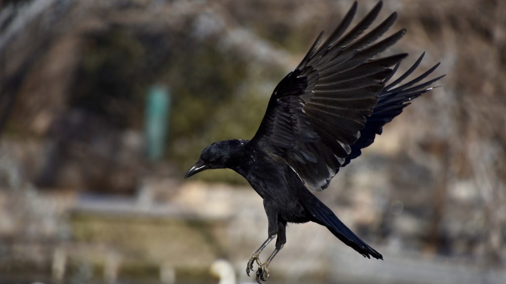 Crows' Wisdom and Spiritual Connection: Their Spiritual Meaning