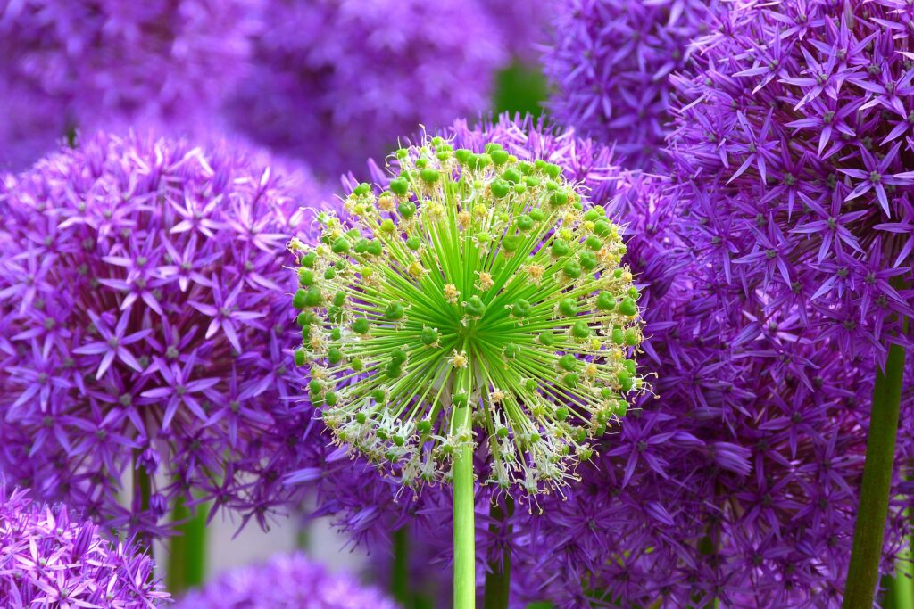 allium flower