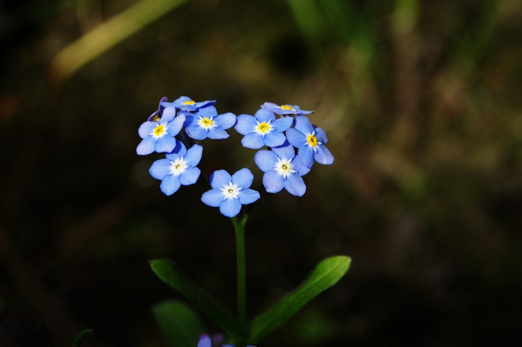 forget me not