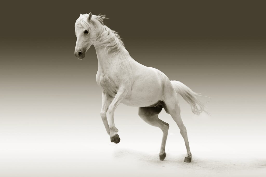 white horse