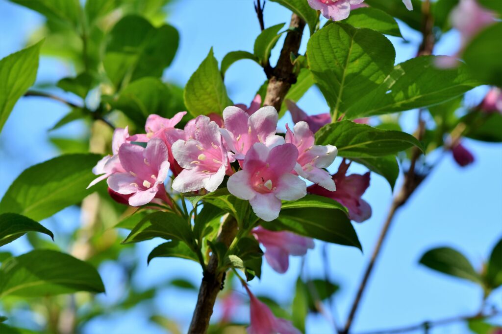 Jasmine Flower Meaning, Spiritual Symbolism, Color Meaning & More ...