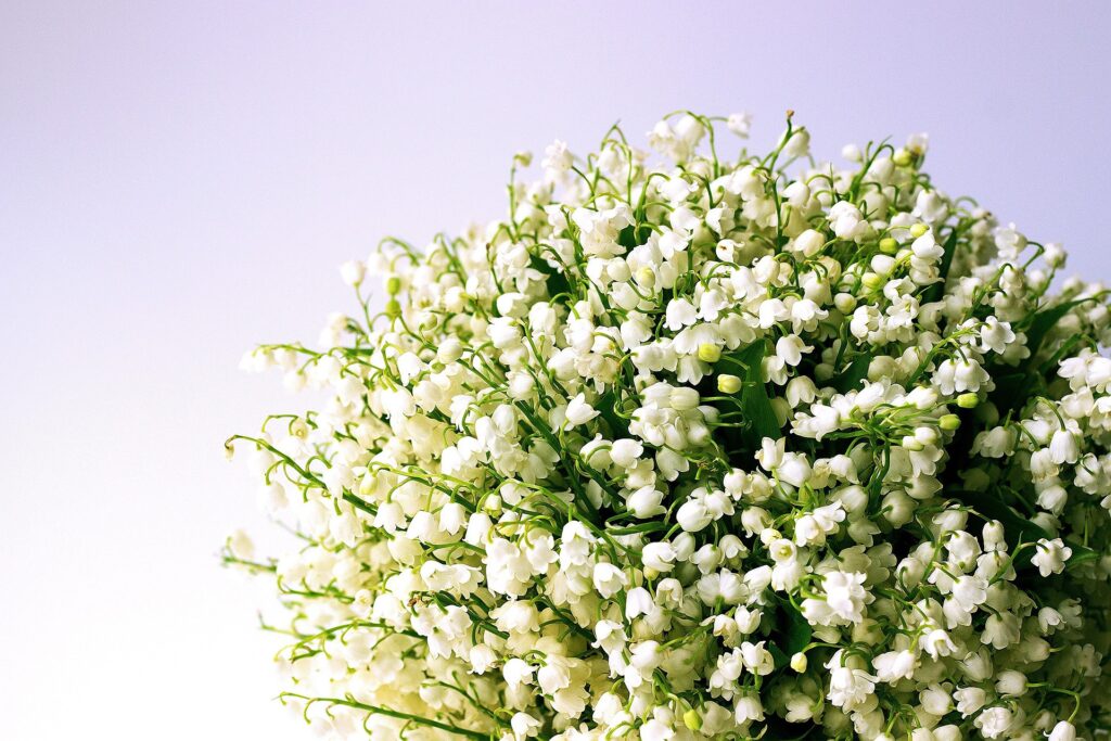 Lily Of The Valley Flower meaning
